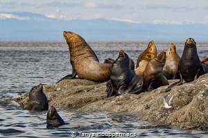 'Sunning Sea Lions' - These Steller sea lions near Vancou... by Tanya Houppermans 